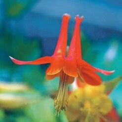 Floral Haven Store -Floral Haven Store 20816a aquilegia desertorum