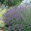 Grosso French Lavender -Floral Haven Store 63152 lav grosso 07