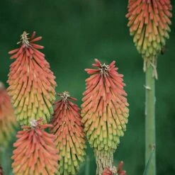Fire Dance Red Hot Poker 9 Fire Dance Red Hot Poker -Floral Haven Store 96488 kniphofia hirsuta fire dance