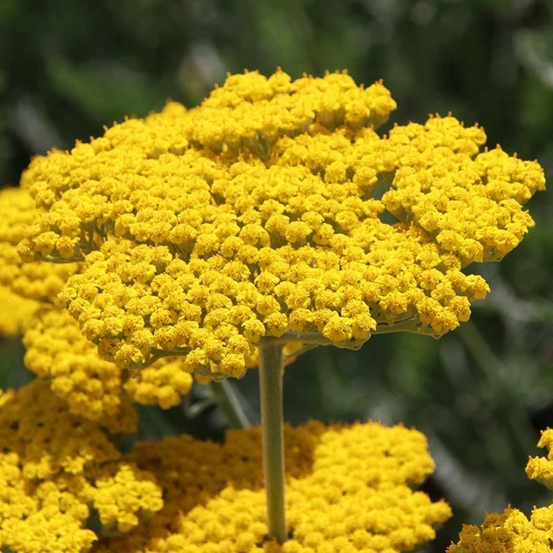 Coronation Gold Yarrow 3 Coronation Gold Yarrow