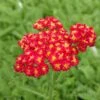 Red Velvet Yarrow -Floral Haven Store achillea red velvet yarrow garden