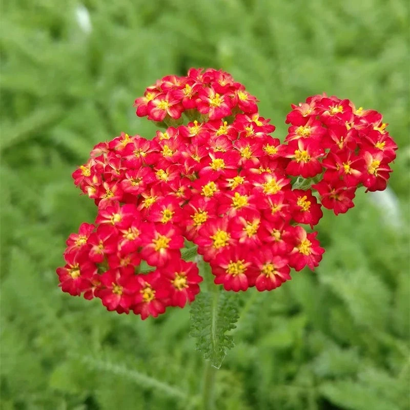 Red Velvet Yarrow 3 Red Velvet Yarrow