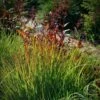 Rain Dance Big Bluestem Grass -Floral Haven Store adropogon gerardii rain dance 1