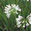 White Lily Of The Nile (Agapanthus) -Floral Haven Store agapanthus cold hardy white close up
