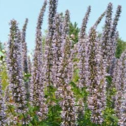 Blue Fortune Agastache -Floral Haven Store agasatche blue fortune blue garden 1