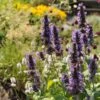 Black Adder Agastache 2 Black Adder Agastache -Floral Haven Store agastache black adder 1