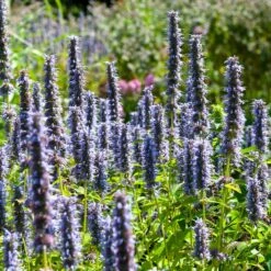 Black Adder Agastache -Floral Haven Store agastache black adder 3