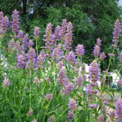 Blue Blazes Agastache 9 Blue Blazes Agastache -Floral Haven Store agastache blue blazes 1