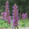 Blue Blazes Agastache -Floral Haven Store agastache blue blazes 2