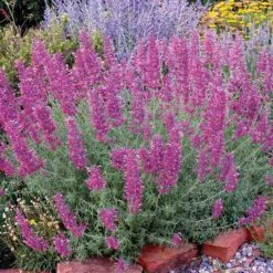 Desert Solstice Agastache -Floral Haven Store agastache desert solstice bush