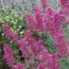 Desert Solstice Agastache -Floral Haven Store agastache desert solstice flowers