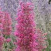Desert SunriseĀ® Agastache 1 Desert SunriseĀ® Agastache -Floral Haven Store agastache dwf desert sunrise close up 2