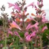 Kudos™ Ambrosia Agastache -Floral Haven Store agastache kudos ambrosia terra nova cropped closeup 2