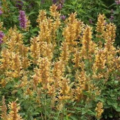 Kudosâ„¢ Gold Agastache