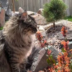 Kudos™ Mandarin Agastache 8 Kudos™ Mandarin Agastache -Floral Haven Store agastache kudos mandarin 2