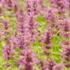 Agastache Neomexicana 2 Agastache Neomexicana -Floral Haven Store agastache neomexicana