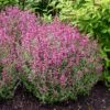 Rosie Posie Agastache -Floral Haven Store agastache rosie posie 1