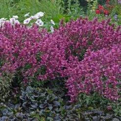 Rosie Posie Agastache -Floral Haven Store agastache rosie posie 3