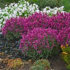 Rosie Posie Agastache -Floral Haven Store agastache rosie posie 4