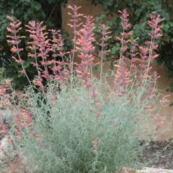 Agastache Rupestris 11 Agastache Rupestris -Floral Haven Store agastache rupestris 11825 3