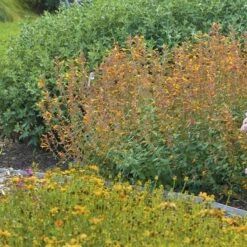 Apricot Sprite Agastache -Floral Haven Store agastache agastache apricot sprite walters gardens 1 cropped 1 1