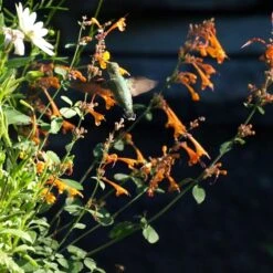 Apricot Sprite Agastache -Floral Haven Store agastache apricot sprite close up w humingbird cropped