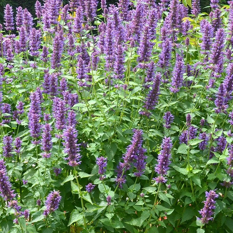 Blue Boa Agastache 4 Blue Boa Agastache - Image 2