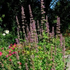 Agastache Neomexicana -Floral Haven Store agastache neomexicana in the garden