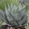 Havard's Century Plant (Agave) -Floral Haven Store agave havardiana 2 web 2