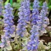 Silver Queen Ajuga -Floral Haven Store ajuga silver queen 1