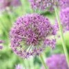 Violet Beauty Allium -Floral Haven Store allium violet beaut 3 cropped