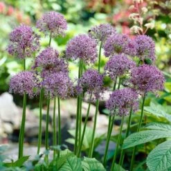 Violet Beauty Allium -Floral Haven Store allium violet beauty cropped