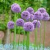 Gladiator Allium -Floral Haven Store alliumgladiator2 1