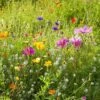 Dry Area Wildflower Seed Mix 2 Dry Area Wildflower Seed Mix -Floral Haven Store allysum cosmos coreopsis red poppy meadow