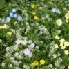 Alternative Lawn Wildflower Seed Mix -Floral Haven Store alternative lawn wildflower seed mix 6 1