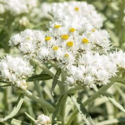 Floral Haven Store 64 New Snow Pearly Everlasting (Anaphalis)