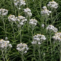 Floral Haven Store -Floral Haven Store anaphalis margaritacea new snow many blooms