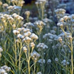 New Snow Pearly Everlasting (Anaphalis) 8 New Snow Pearly Everlasting (Anaphalis) -Floral Haven Store anaphalis margaritacea new snow white