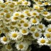 Susanna Mitchell Marguerite Daisy (Anthemis) 1 Susanna Mitchell Marguerite Daisy (Anthemis) -Floral Haven Store anthemis tinctoria 19981 2