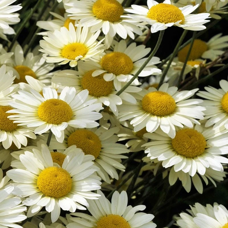 Susanna Mitchell Marguerite Daisy (Anthemis) 5 Susanna Mitchell Marguerite Daisy (Anthemis) - Image 3