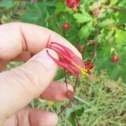 Little Lanterns Columbine 12 Little Lanterns Columbine -Floral Haven Store aquilegia little lanterns cropped close up 1 1