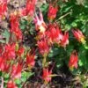 Little Lanterns Columbine -Floral Haven Store aquilegia little lanterns jf 2