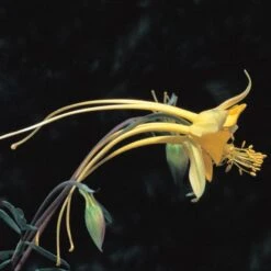 Swallowtail® Columbine -Floral Haven Store aquilegia species swallowtail 20822 2 web 1