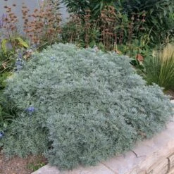 Powis Castle Artemisia -Floral Haven Store artemisia powis castle whole plant denver botanic