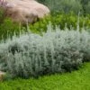 Seafoam Artemisia -Floral Haven Store artemisia versicolor sea foam david.winger plant select cropped
