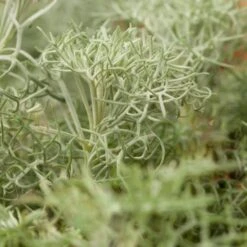 Seafoam Artemisia -Floral Haven Store artemisia versicolor seafoam