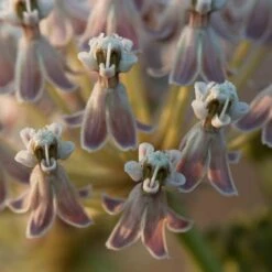 California Narrow Leaf Milkweed -Floral Haven Store asclepias fascicularis santa monica trails council 2 cropped