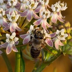 California Narrow Leaf Milkweed -Floral Haven Store asclepias fascicularis santa monica trails council 3 cropped