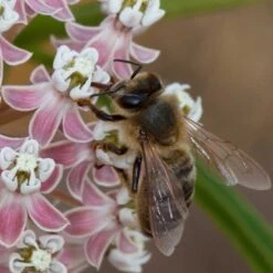California Narrow Leaf Milkweed -Floral Haven Store asclepias fascicularis santa monica trails council 4 cropped