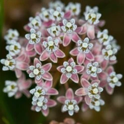 California Narrow Leaf Milkweed -Floral Haven Store asclepias fascicularis santa monica trails council 5 cropped